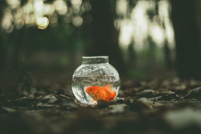 Mơ thấy cá lớn là một điều may mắn cho bạn đấy